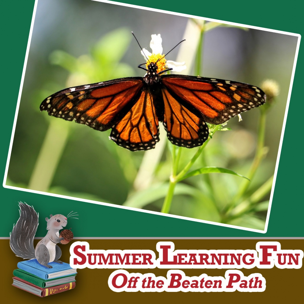 Dan Caron: Monarchs & More - Off the Beaten Path