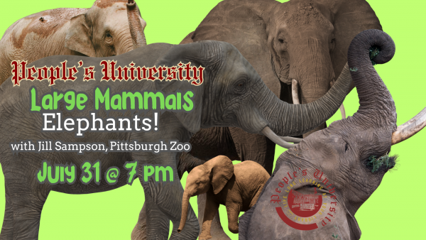 People's University Zoology, Class 1: Herbivores Part 1 -  Elephants