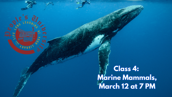 People's U., Marine Biology, Class 4: Marine Mammals