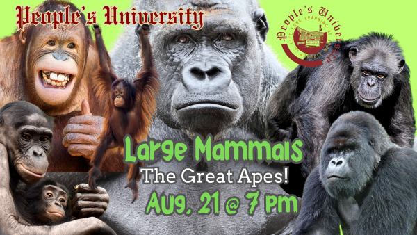 People's University Zoology, Class 4: The Great Apes
