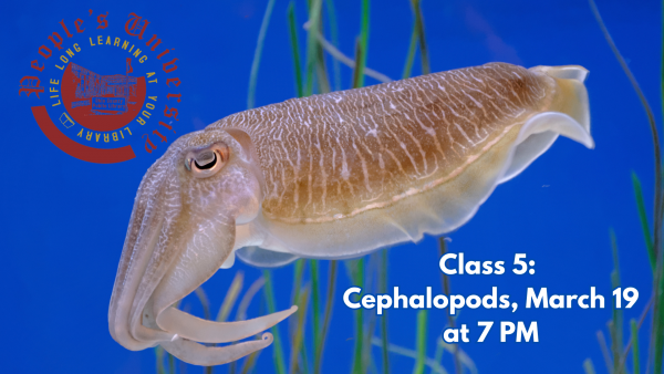 People's U., Marine Biology, Class 5: Cephalopods