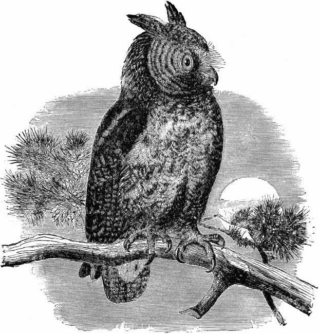 People's University, Biology, Class 1: Eastern Screech Owls