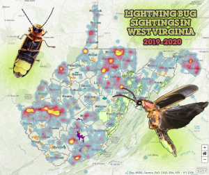 Firefly sightings reported in WV in 2019 and 2020