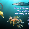 People's U., Marine Biology, Class 2: The Wonderful World of Fishes