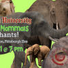 People's University Zoology, Class 1: Herbivores Part 1 -  Elephants