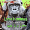 People's University Zoology, Class 4: The Great Apes