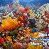 People's U., Marine Biology, Class 6: Coral Reefs, Part 1